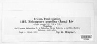 Melampsora populina image
